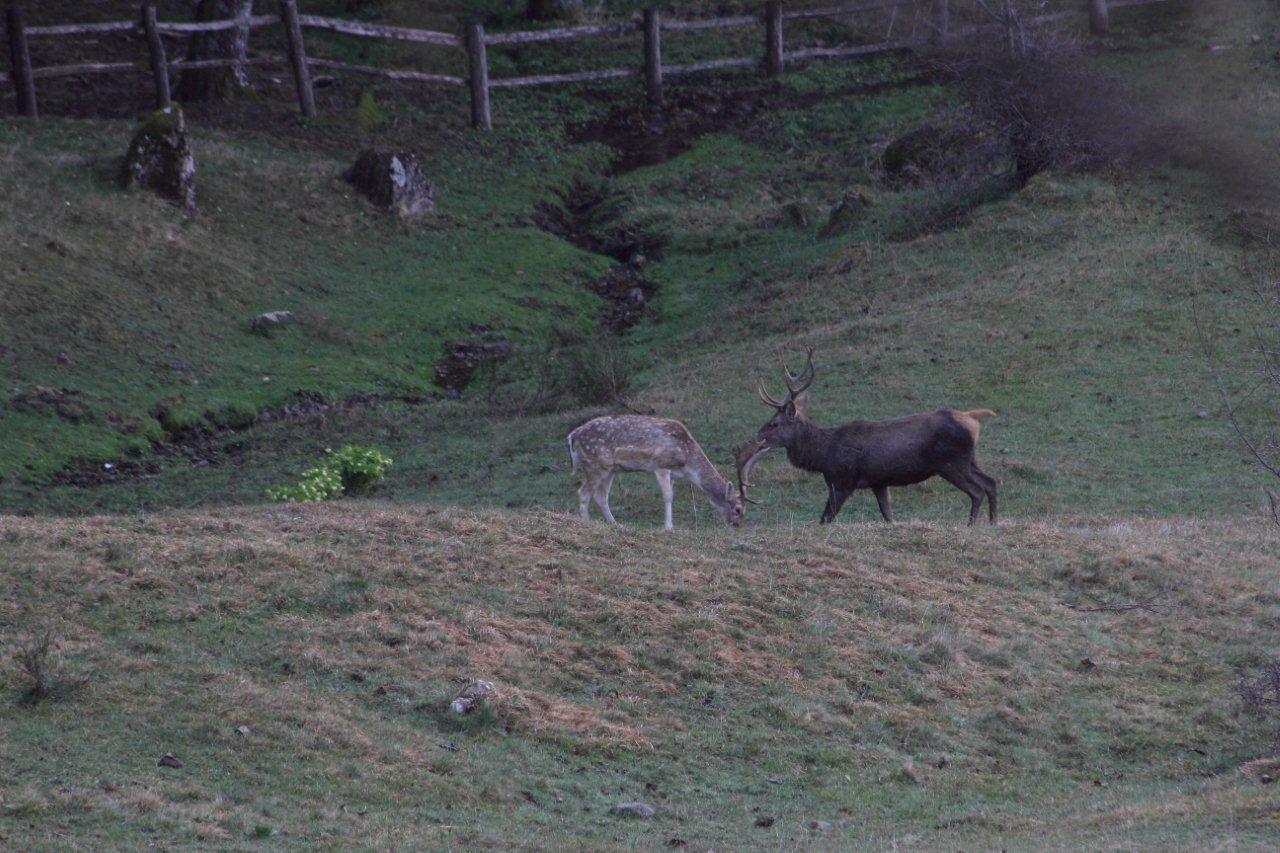 Cervi e Daini...da mesi sempre insieme
